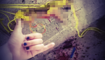 Denuncian a adolescente que adoptó y mató a un perro en Puebla