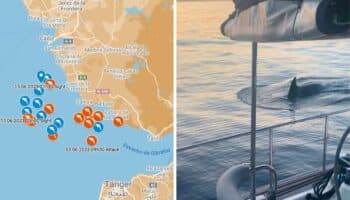 Gladis y sus orcas potencian 'rebelión': incrementan ataques contra yates