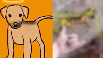 Adolescente que mató a perrito Huellitas recibirá atención psicológica en libertad