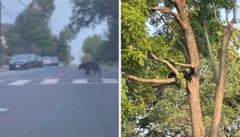 Captan a oso por calles de Washington DC | Video