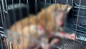 Piden ayuda para salvar a 'Pollito', lomito quemado con químico