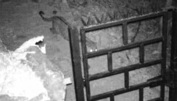 Sonora: Detectan a jaguar u ocelote deambulando en parque