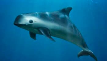Semarnat anuncia cambios regulatorios para reforzar protección de vaquita marina y totoaba