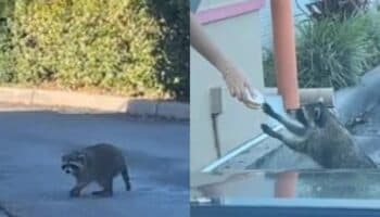 Video | Mapache hace fila en Dunkin y se va feliz con su dona