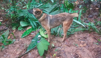 ¿Y Wilson?: Se pierde perrito que ayudó en la búsqueda de niños en selva de Colombia