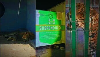 Clausuran rancho en Nuevo León por exhibir animales exóticos