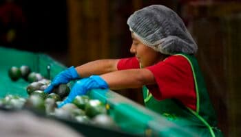 Economía mexicana creó más de 514 mil empleos en la primera mitad de 2023: IMSS