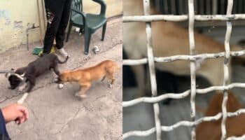 Rescatan a 10 perros abandonados y desnutridos en una casa de Edomex