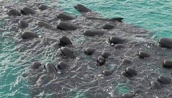 Video | Mueren 51 ballenas tras quedar varadas en una playa de Australia