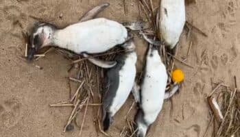 Más de 2,000 pingüinos aparecen muertos en las costas de Uruguay