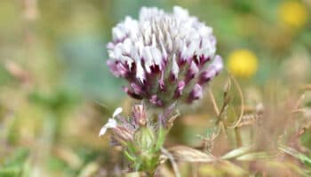 Cambio climático: 771 especies de flora están en peligro de extinción