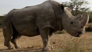 Logran obtener 5 embriones del casi extinto rinoceronte blanco del norte