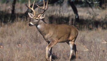 Guanajuato: Apedrean hasta la muerte a venado cola blanca