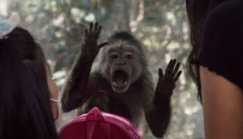 Van 1,805 animales muertos en Zoológicos de Chapultepec y Aragón