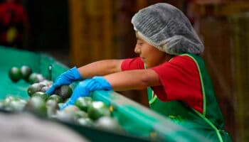 México registra superávit en la balanza comercial agroalimentaria del primer semestre