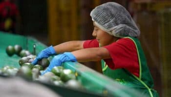 Estados Unidos confirma suspensión de inspecciones a aguacates y mangos michoacanos