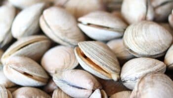 Cofepris alerta por toxinas en mariscos causadas por marea roja