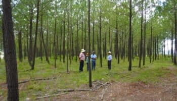 Chocho-mixtecos crean un refugio forestal que restaura la vida y los saberes comunitarios en la Mixteca Alta Oaxaqueña