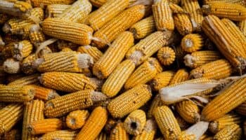 Monsanto desiste de juicio contra decreto de 2020 por Glifosato; continuan litigios contra otro que lo sustituyó en 2023