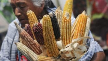 Fallo del panel por maíz transgénico contra EU | Documento