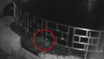 Nutria roba peces valorados en dos millones de pesos a hotel | Video