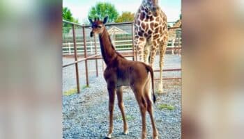 Video y fotos | ¡Hermosa! Nace jirafa sin una sola mancha; única en el mundo