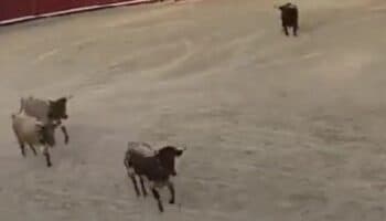 Video | Toro embiste tres bueyes en una plaza de España; Fiscalía investiga