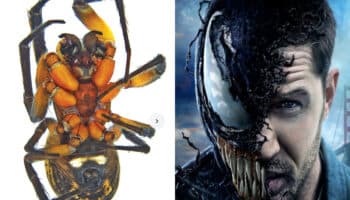 Venom y Tom Hardy dan nombre a una nueva especie de araña