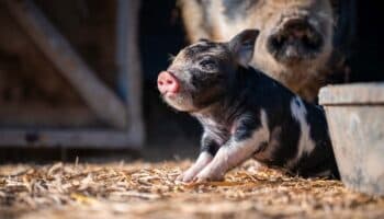 Cultivan células humanas en ¡riñones de cerdos!