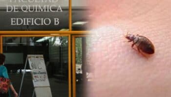 Por supuesta plaga de chinches, suspenden clases en Facultad de Química de la UNAM