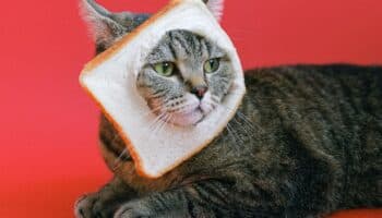 ¿Por qué a los gatos les gusta el pescado? #Niñonautas con Kirén Miret