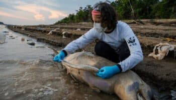 Estudian impacto del cambio climático en delfines amazónicos; han muerto más de 200
