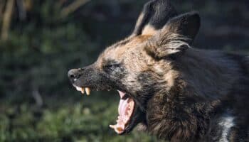 El ataque de una manada de hienas deja cinco muertos y diez heridos en Sudán del Sur