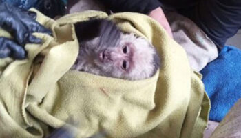 Rescatan a mono capuchino en alcaldía Venustiano Carranza