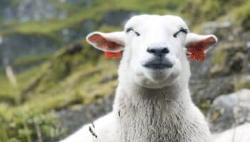 Ovejas se comen casi 300 kilos de marihuana: 'Saltaban más que las cabras'