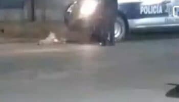 Fuertes imágenes | Policías de Ocotlán de Morelos atropellan a perro; Fiscalía de Oaxaca los investiga