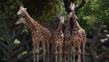 Hoy en la Historia | El mundo celebra a los animales; arranca la 'Era Espacial'; y más