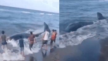 Ballena jorobada muere tras encallar en costas de Tabasco