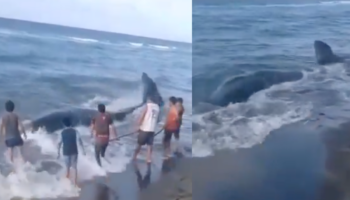 Ballena jorobada muere tras encallar en costas de Tabasco