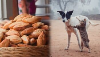 ‘Un bolillo pa’l susto’, debes comerlo o no después de un sismo. Aquí te decimos
