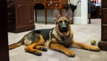 ¡Adiós, Commander! Expulsan al perro de Biden de la Casa Blanca por morder agentes