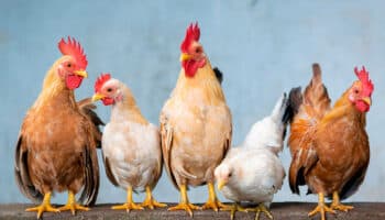 Reportan primer caso de influenza aviar AH5 en granja de Sonora