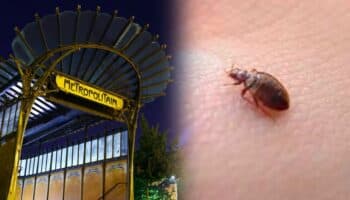 Las chinches invaden París: están en los cines, el metro, el tren…