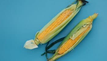 Ratas que comieron maíz transgénico en experimento, desarrollaron tumoraciones: Turrent | Entérate