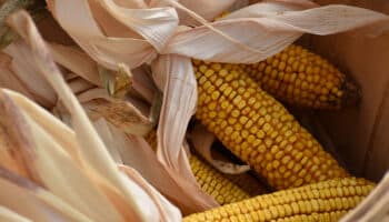 Gobierno de Sheinbaum abandonará la búsqueda de autosuficiencia en maíz amarillo: Berdegué
