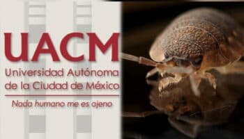 Por plaga de chinches, UACM suspende clases