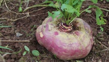 Vegetales gigantes #Niñonautas con Kirén Miret