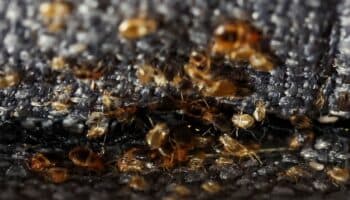 Videos | ¿Cómo se comportan las chinches? Un experto de la UNAM te explica