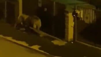 Videos | León se escapa de circo y deambula por calles en Italia