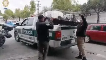 ¡Los puedes adoptar! Rescatan a 15 gatitos y un perro atrapados en jaulas en Azcapotzalco